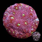 LiveAquaria® CCGC Aquacultured Atlantis Christmas Chalice Coral